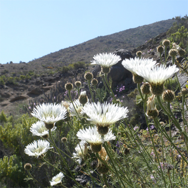 Flor del minero